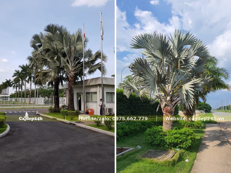 Cây Kè Bạc trồng trang trí cảnh quan khu đô thị mới