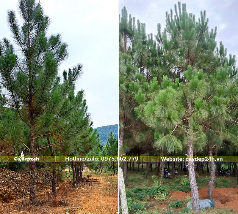 Cung cấp Thông Ba Lá lâu năm cao 3 - 4m, đường kính gốc 10 - 15cm