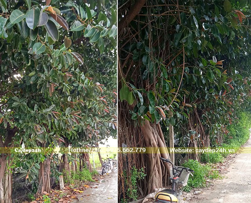 Một hàng cây Đa Búp Đỏ hơn 10 năm tuổi, dáng cao, tán rộng, đk gốc lớn