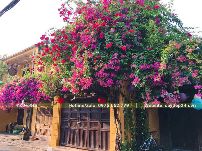 Cây Hoa Giấy cổ thụ tựa mình lên bờ tường và mái của công trình