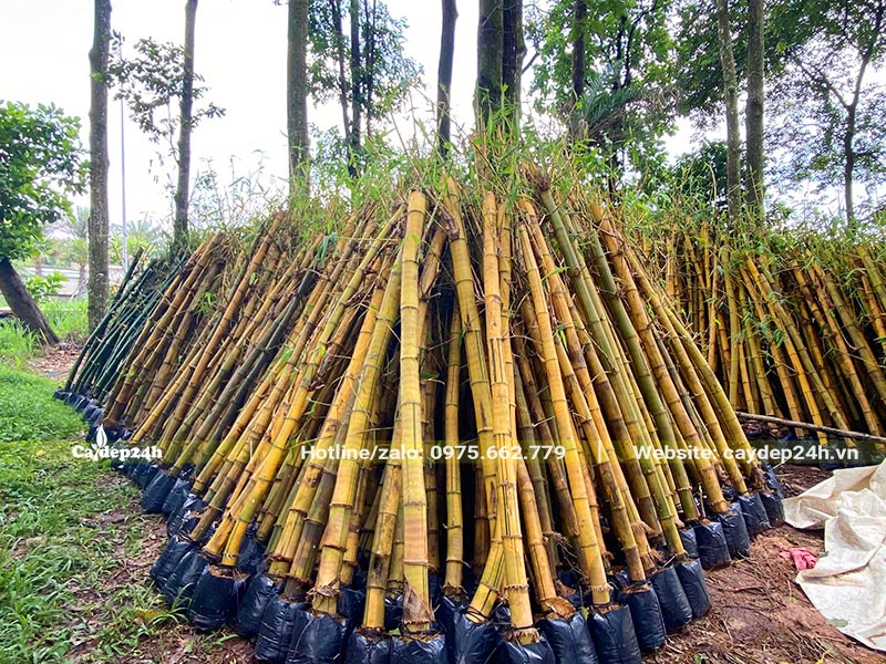 Cây Tre Vàng dâm ủ trong từng bầu, số lượng khoảng 200 - 300 cây