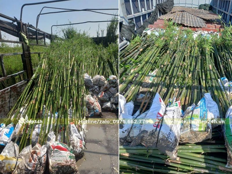Chuyển cây Trúc Cần Câu lên xe tải lớn để giao cho khách ở Bình Dương