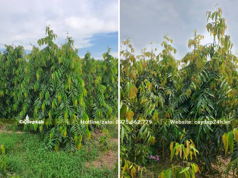 Cây Liễu Ấn Độ trưởng thành, cao hơn 2m, đk gốc 4 - 5cm