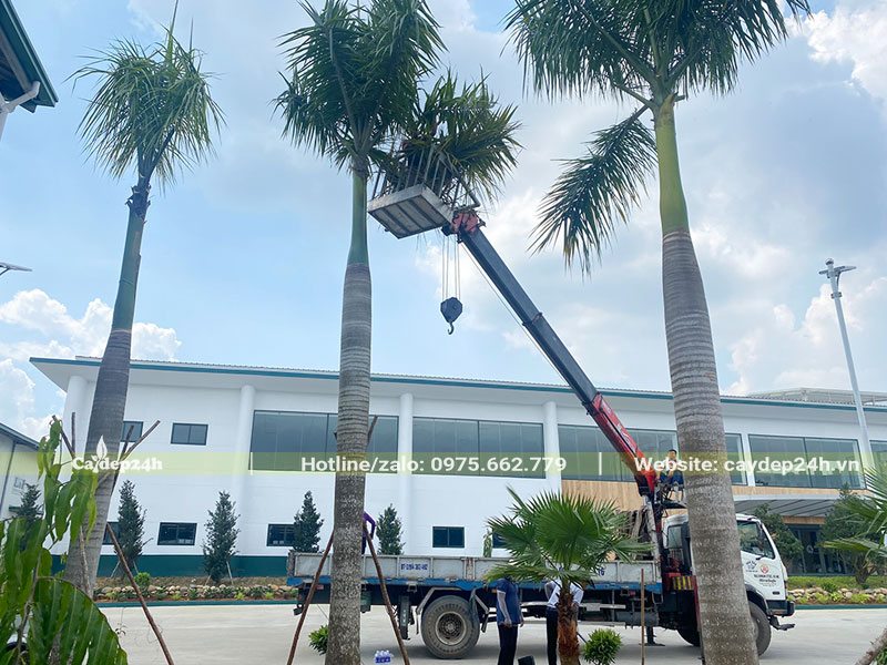 Hàng Cau Vua mới trồng được dựng cọc chống tiêu chuẩn vô cùng chắc chắn