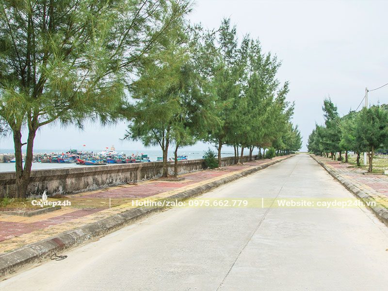 Hàng Phi Lao cao lớn trồng dọc theo vỉa hè đường phố