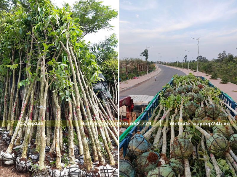 Xếp hơn 100 cây hoa Bằng Lăng tím dk gốc 5cm lên xe rơ-mooc