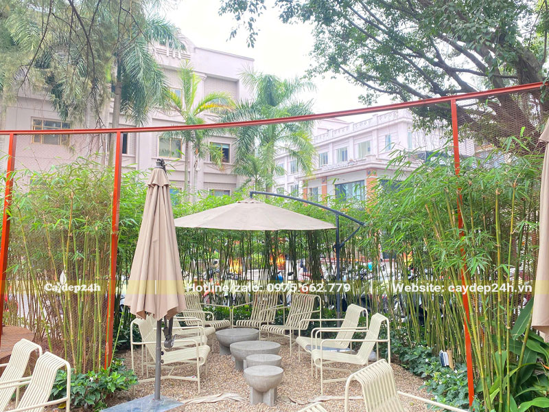 Trồng hàng cây Trúc Cần Câu tạo không gian thưởng thức cafe xanh tươi, trong lành