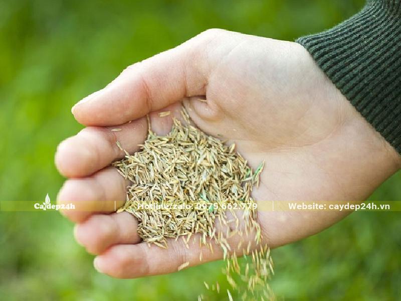 Hạt của cây cỏ Nhung Nhật sau khi phơi khô