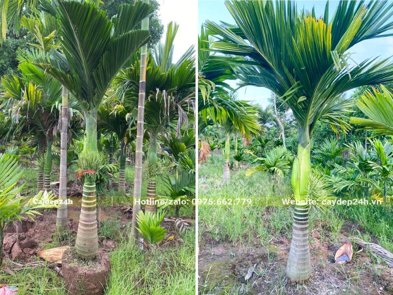 Bứng bầu cây Cau Lùn có lóng thân cao gần 1m