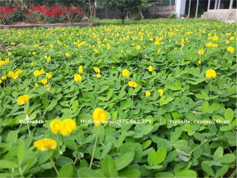 Thảm cây cỏ lạc trông thật sinh động khi nở hoa