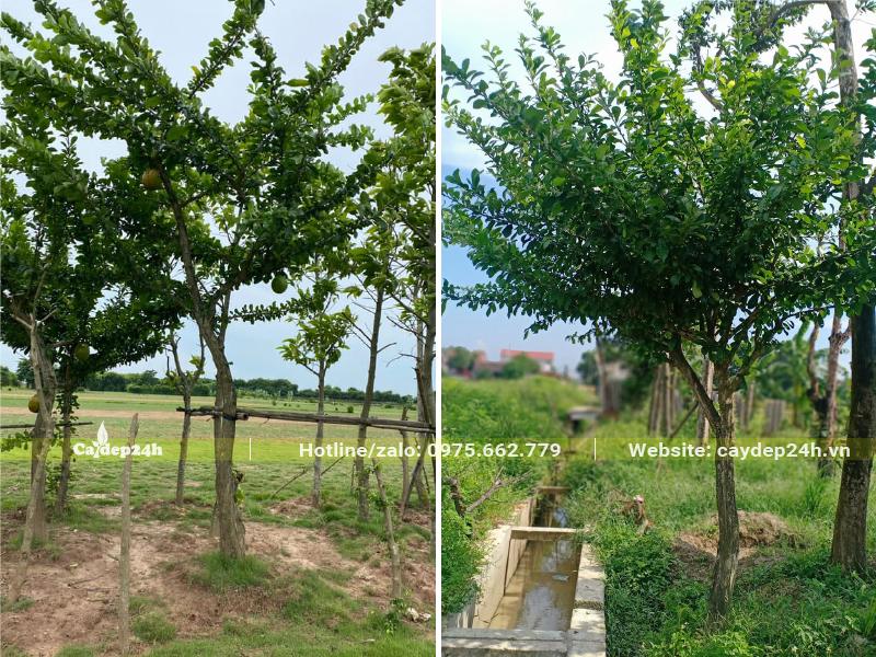 Vườn cây Đào Tiên lâu năm, cao khoảng 3m, đk gốc 10 - 15cm