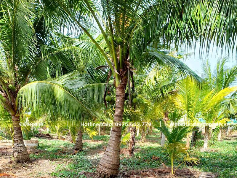 Hình ảnh cây Dừa công trình lóng thân cao 1m2