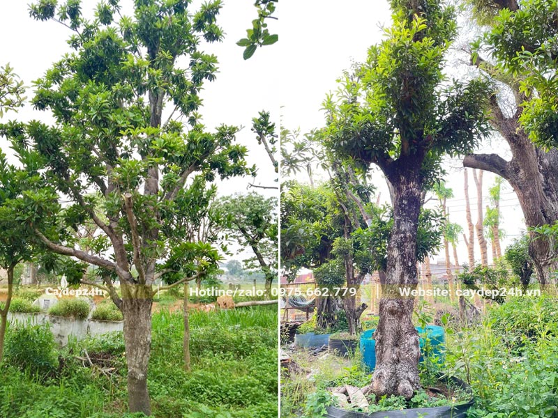 Cây Hồng Xiêm lâu năm và cây cổ thụ gốc lớn đã dâm ủ kỹ