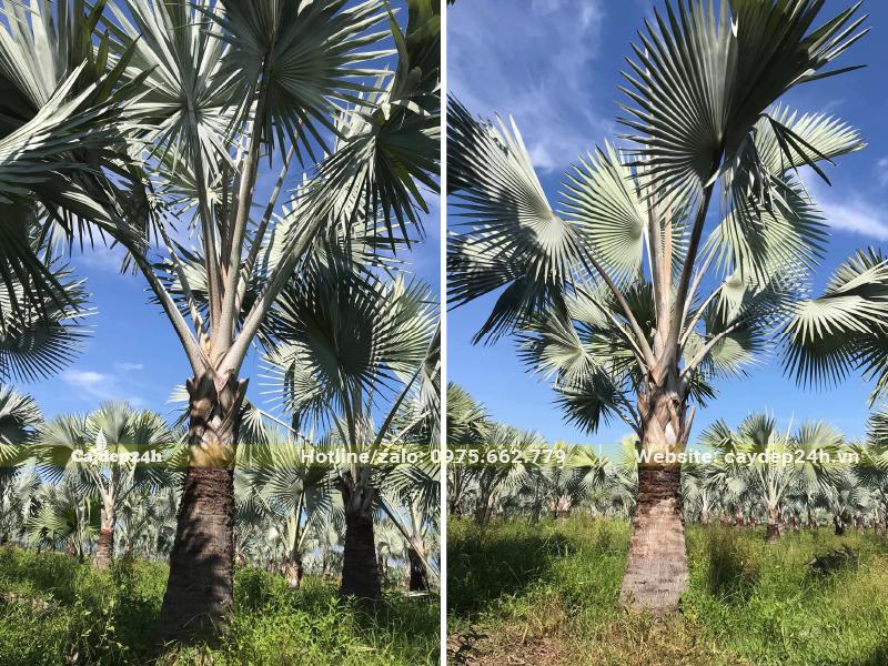 Vườn cây Kè Bạc lâu năm lóng thân cao hơn 1m