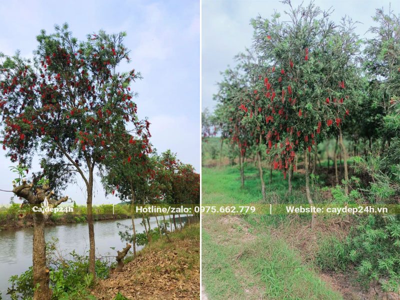 Hàng cây Liễu Đỏ công trình đk gốc 3 - 5cm