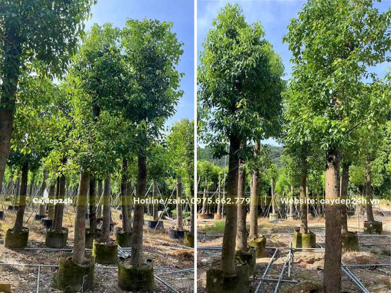 Vườn dưỡng ủ hàng trăm cây Long Não lâu năm, đk gốc 15cm