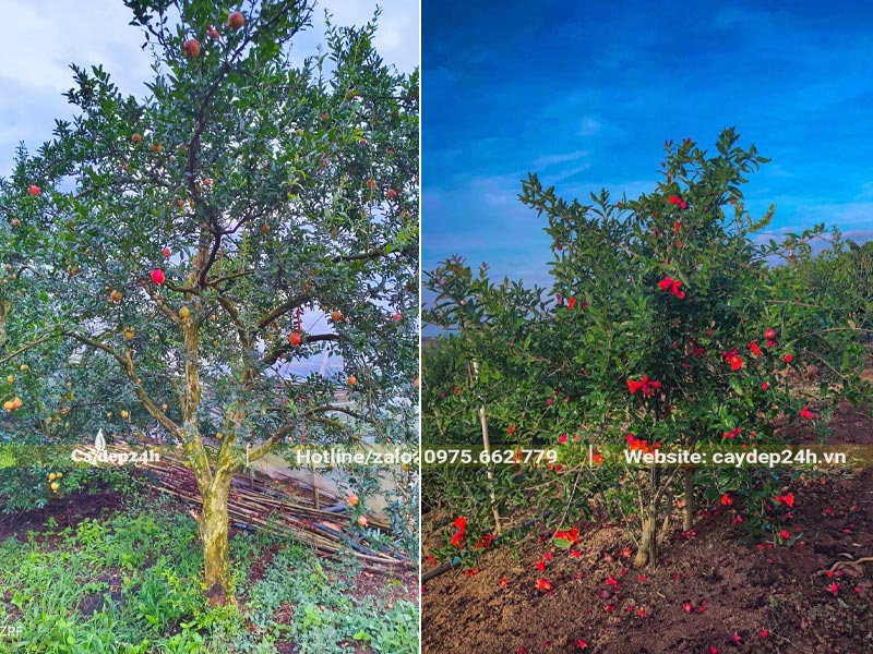 Cây Lựu lâu năm, chiều cao từ 2 - 3,5m đang ra hoa và trái