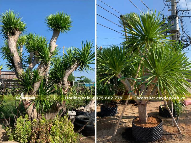 Phát Tài Núi dâm ủ, kích thước lớn