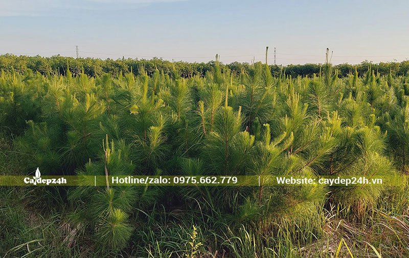 Vườn cây Thông Caribe nuôi trồng từ nhỏ, cao hơn 1m