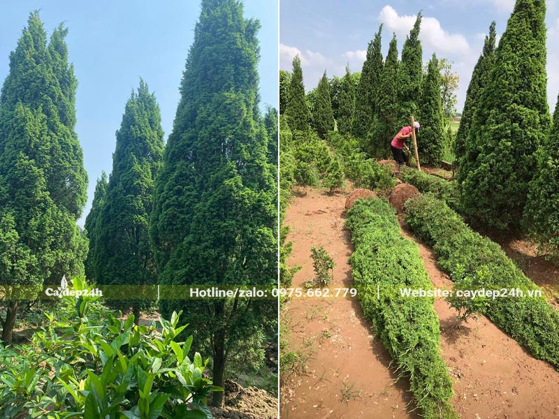 Vườn trồng cây Tùng Tháp lâu năm, bứng thẳng tại vườn