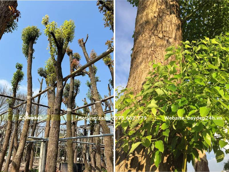 Cây Long Não kích thước lớn dưỡng ủ tại vườn