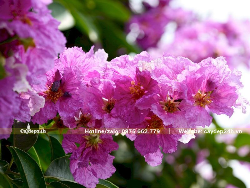 Chùm hoa Bằng Lăng nở rộ xinh đẹp