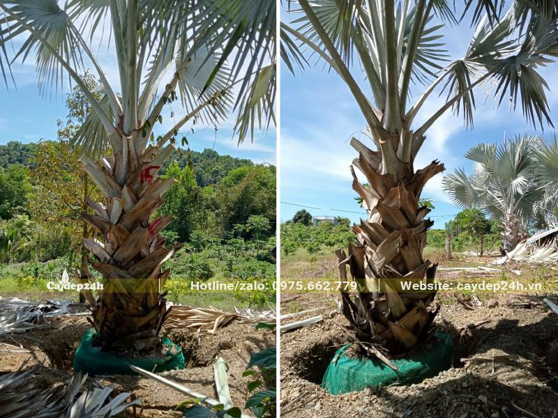 Hố trồng đào lớn bầu đất từ 20 - 30cm