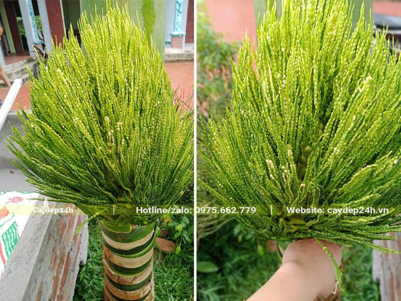 Hoa cây Cau Lùn gần 10 năm tuổi