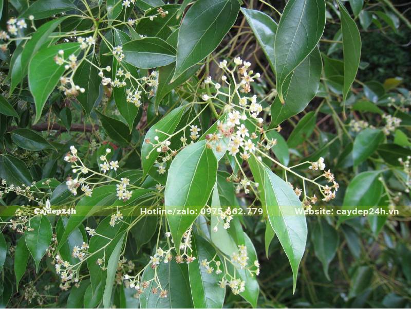 Một cành Long Não đang nở hoa