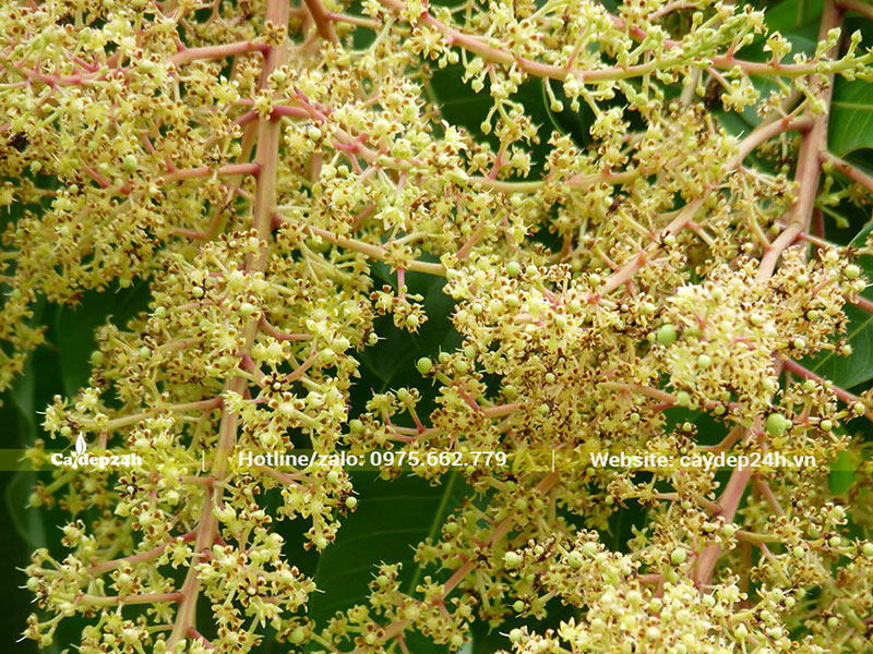 Chùm hoa Xoài sai trĩu