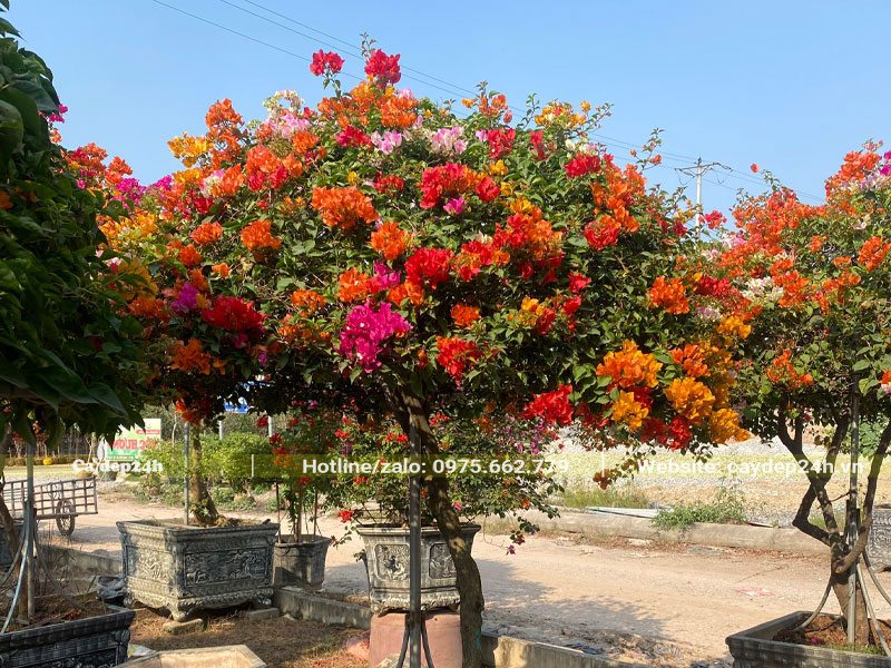 Tán cây hoa Giấy được bao phủ bởi sắc hoa rực rỡ, nhiều màu