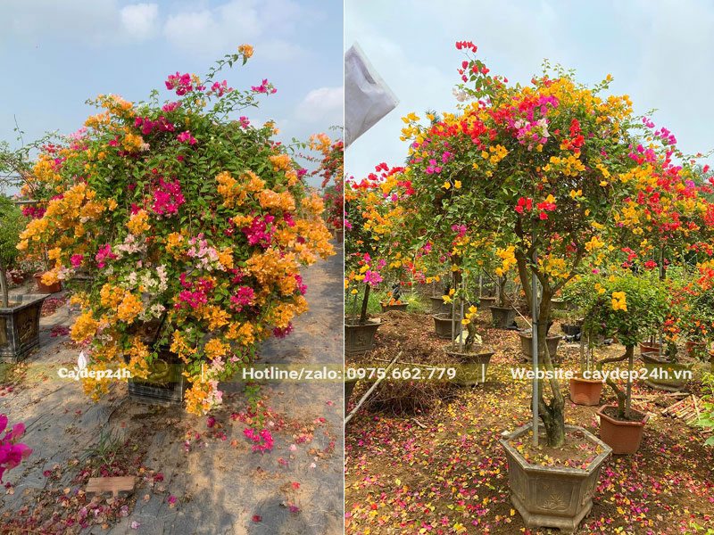 Hoa Giấy ngũ sắc trồng chậu cảnh đang rộ hoa