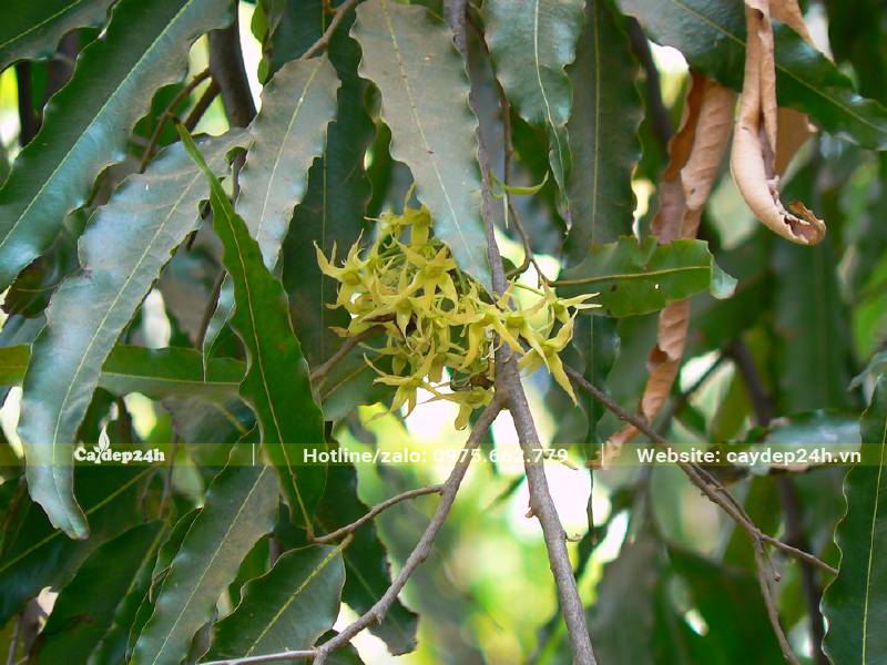 Hoa Hoàng Nam mọc thành chùm trên các cành nhánh chính