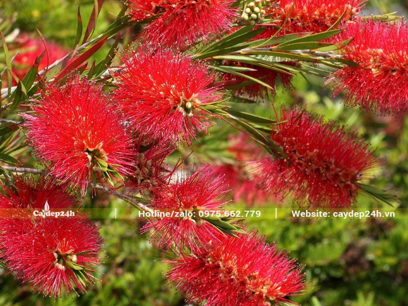 Hình dáng những chuỗi hoa của cây Liễu Đỏ