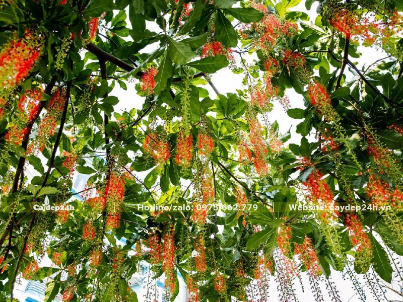 Tám của một cây Lộc Vừng đang ra hoa