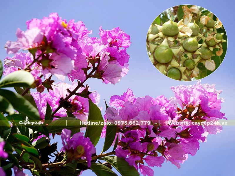 Hình ảnh chùm hoa Bằng Lăng nở rộ và chùm quả khi còn xanh