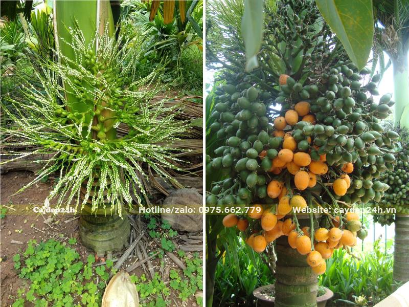 Vườn Cau Lùn đang ra hoa, có cây trái đã bắt đầu già