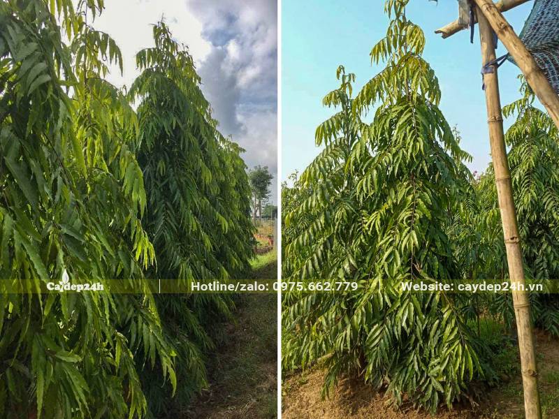 Vườn Hoàng Nam trồng hàng rào đã trồng lâu năm, cao khoảng 3m