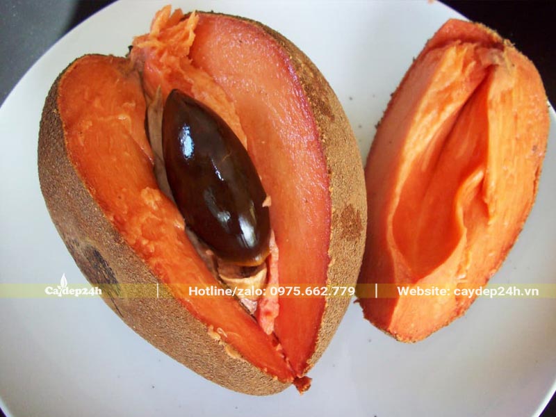 Quả Hồng Xiêm ruột đỏ có kích thước lớn nhất trong các loại