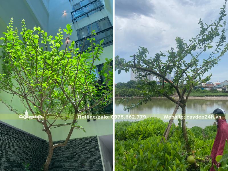 Cây Đào Tiên trồng giếng trời và trồng ngoài sân vườn