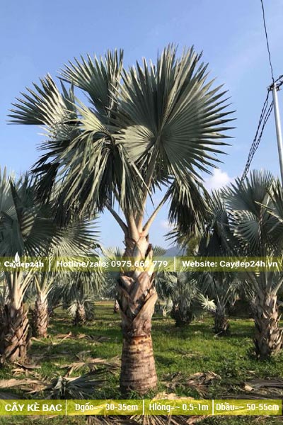 Vườn Kè Bạc lâu năm lóng thân cao 1 - 2m