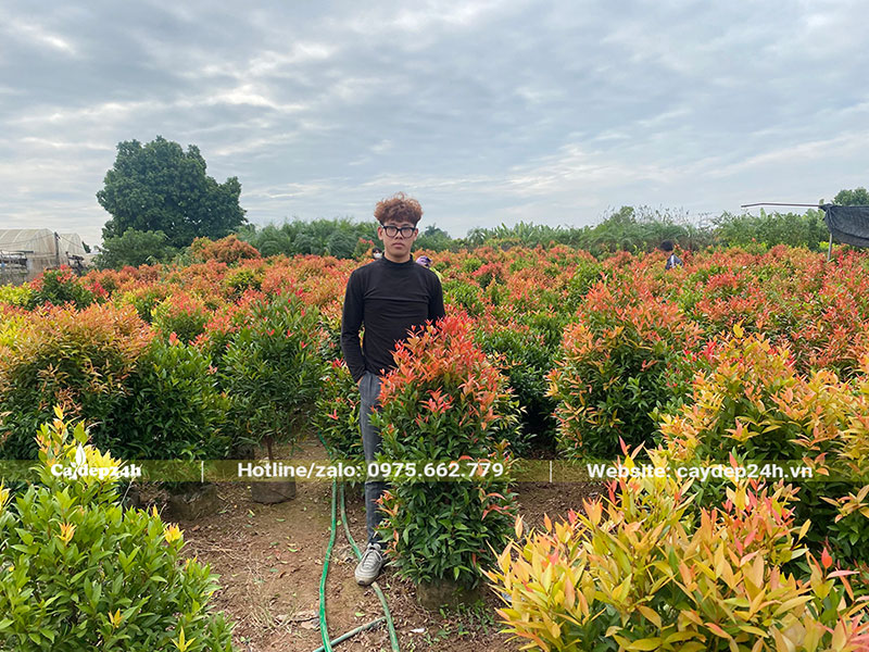 Khách hàng đến tham quan trực tiếp vườn trồng và chọn cây ưng ý