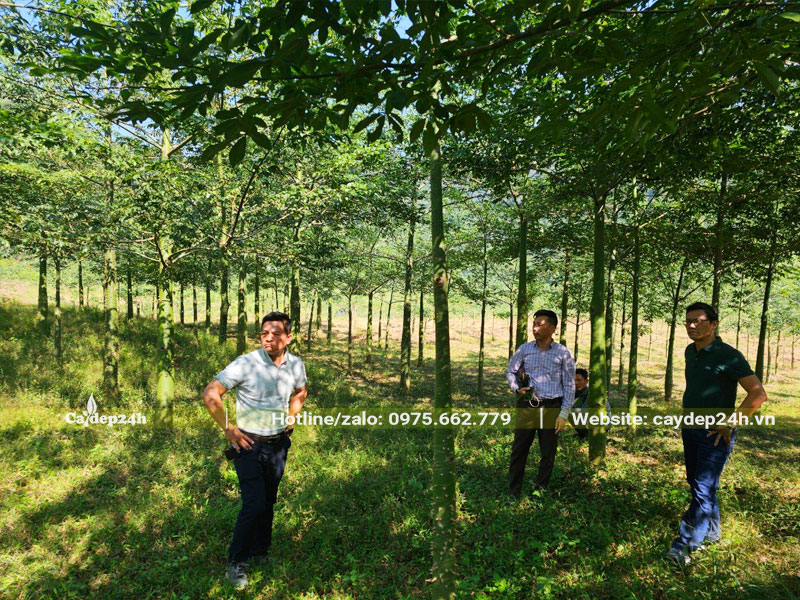 Rừng cây Mỹ Nhân được nhà vườn nuôi trồng và chăm sóc