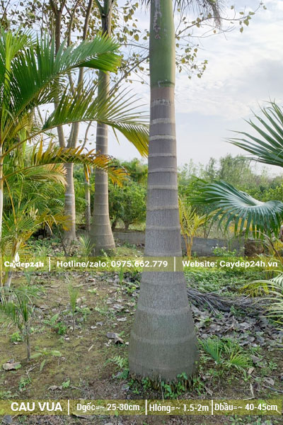 Vườn cây Cau Vua trưởng thành lộ thân 1,5 - 2m