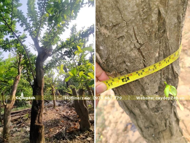 Đo đường kính thân của cây Đào Tiên cổ thụ hàng chục năm tuổi