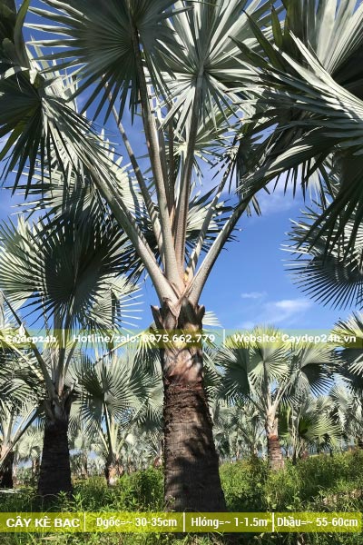 Lá cây Kè Bạc vươn cao, tỏa đều và đẹp