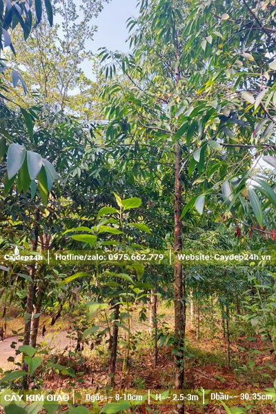 Chọn kích thước cây Kim Giao phù hợp từ rừng trồng tại Lạng Sơn