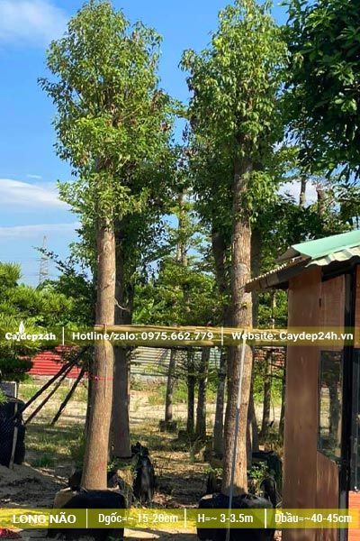 Dâm ủ cây Long Não cao 3m, đk gốc gần 20cm