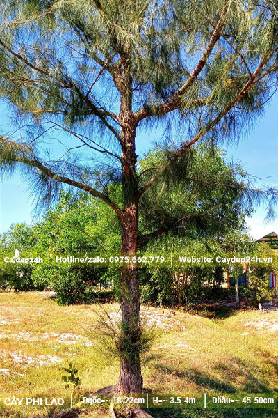 Cây Phi Lao công trình trồng lâu năm, đường kính gốc 15cm