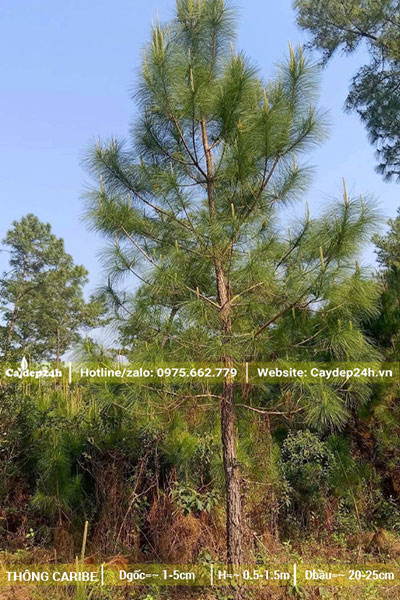 Thông Ba Lá trồng gần 10 năm, sắp đạt điều kiện thu hoạch nhựa